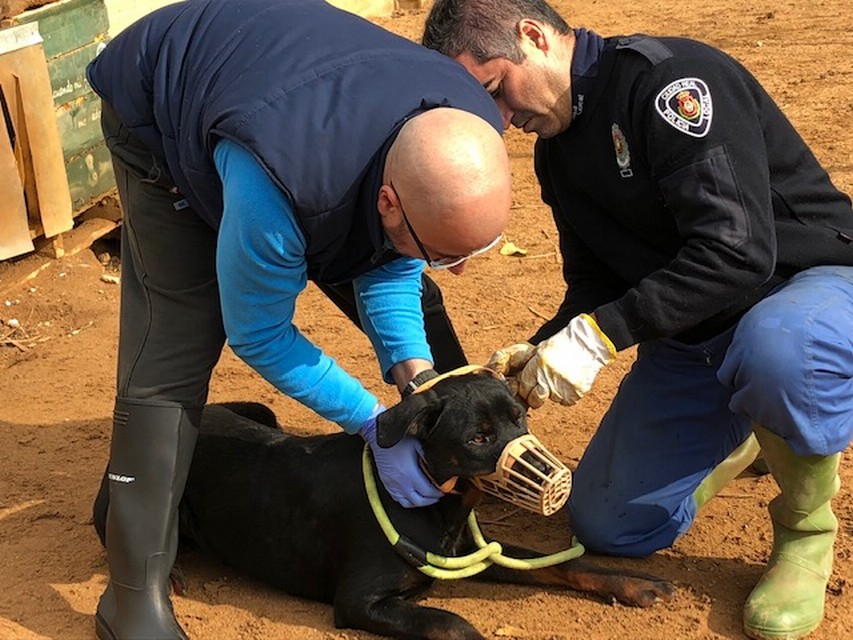 Intervención Policial en Incidencias con Animales