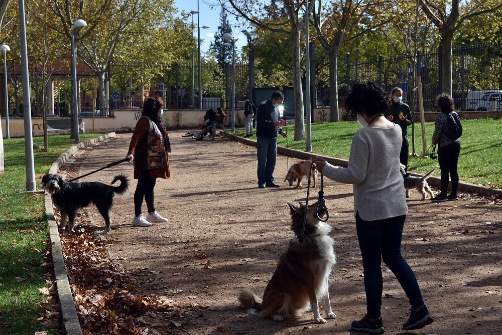 Training canino